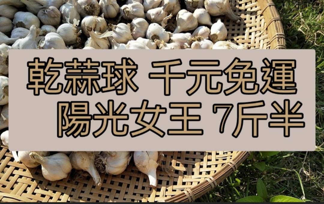 乾蒜球大顆