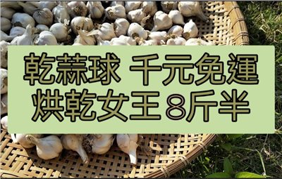(2025新蒜預購)烘乾系列《女王級》乾蒜球海味蒜 - 8斤半千元免運