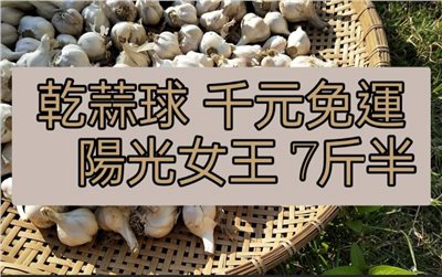 (2025新蒜預購)陽光系列《女王級》乾蒜球海味蒜 - 7斤半千元免運