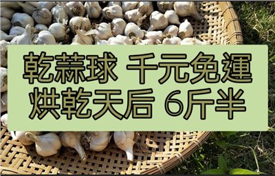 (2025新蒜預購)烘乾系列《天后級》乾蒜球海味蒜 - 6斤半千元免運
