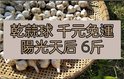 (2025新蒜預購)陽光系列《天后級》乾蒜球海味蒜 - 6斤千元免運